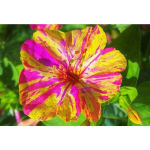 Biji Benih Bunga Pukul Empat Four O’ Clock Seeds 10Pcs +-五彩香茉莉种子 Mirabilis Jalapa seed 四季耐热花種子 flower seed ros pokok 花种子
