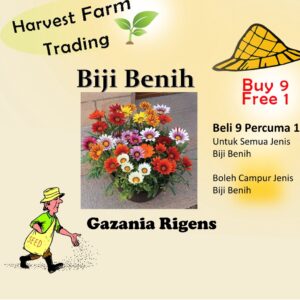 Biji Benih Gazania Rigens 150pcs+ 百花仙子勋章花种子 Flower Seeds Chrysanthemum seed anak pokok bunga dahlia zinnia kangkung rose