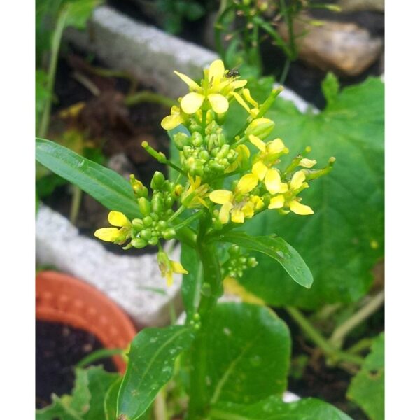 Benih Sawi Bunga 200Pcs+-  biji bibit sawi hijau sayur sayuran pelbagai vegetable spinach seed kangkung seeds - Image 9