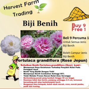 Portulaca Grandiflora Moss Rose mixed Rose Jepun Plant 20Pcs- Biji benih ros Flowers Seed 太阳花種子 四季耐热花种子 sunflower dahlia