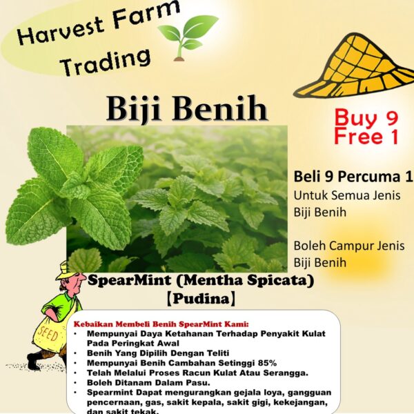 Spearmint Seeds 100Pcs- Biji Benih Pudina Herb Seeds Benih Daun Pudina 薄荷种子蔬菜种子四季耐热種子 lemon mint Vegetables seed sayuran