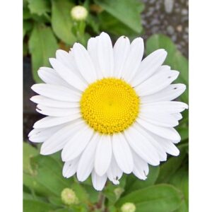 250Pcs +- Leucanthemum maximum 大滨菊种子 fresh flower seed Biji Benih Bunga chrysanthemum Shasta daisy seed flower seeds