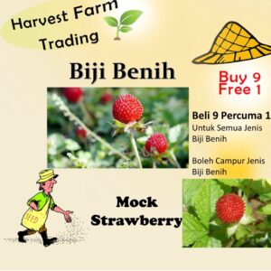 300Pcs + Mock Strawberry seed Potentilla indica seed Indian strawberry seed  benih strawberri seed Strawberry Mock 蛇莓种子