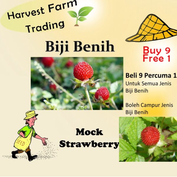 300Pcs + Mock Strawberry seed Potentilla indica seed Indian strawberry seed  benih strawberri seed Strawberry Mock 蛇莓种子