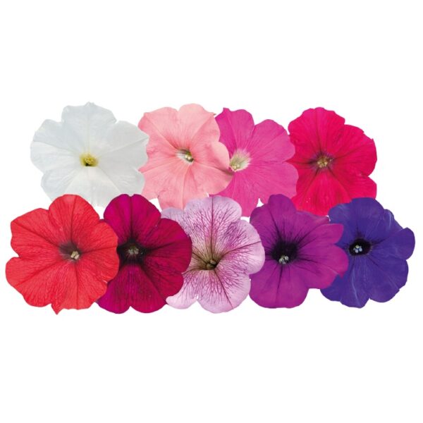 150Pcs +-Biji Benih Bunga Petunia campur Flower seeds Mix Petunia 花种子 混色矮牵牛花 Bunga Petunia Flower Seed petunia seed - 图片 9