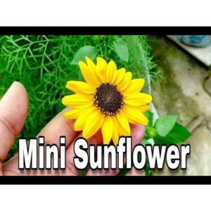 10Pcs Benih bunga Matahari Mini Sunflower seed 迷你向日葵种子 Benih Mini bunga matahari Sunflower seeds flower seed Drawf seed