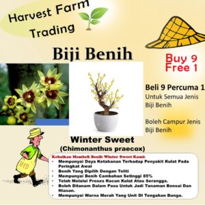 Biji Benih Bunga Winter Sweet 3Pcs+— Chimonanthus praecox Seed Flower Seeds Sunflower 红心腊梅種子花种子蔬菜種子 dahlia petunia rose