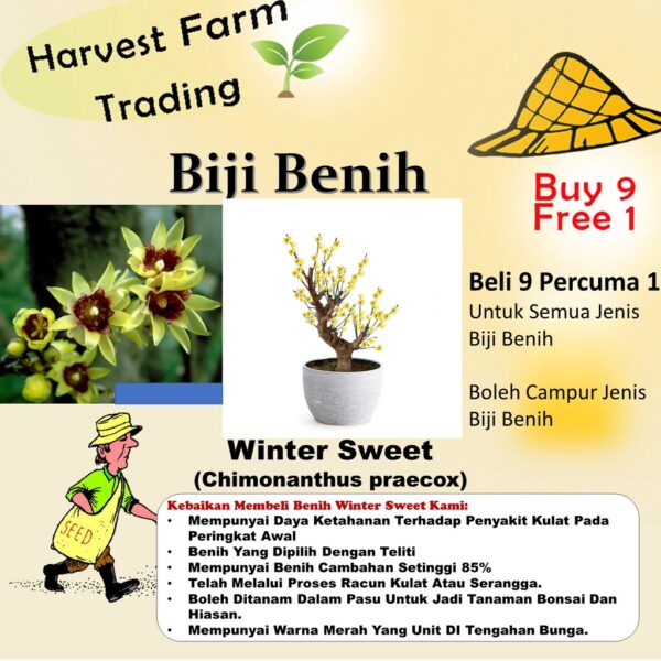 Biji Benih Bunga Winter Sweet 3Pcs+— Chimonanthus praecox Seed Flower Seeds Sunflower 红心腊梅種子花种子蔬菜種子 dahlia petunia rose