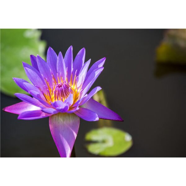 5Pcs Biji Benih Bunga Teratai Lotus Seeds Water Lily Garden Plant Mix Flower Seed Aquatic Plant Teratai 睡莲碗莲种子 seeds - Image 7