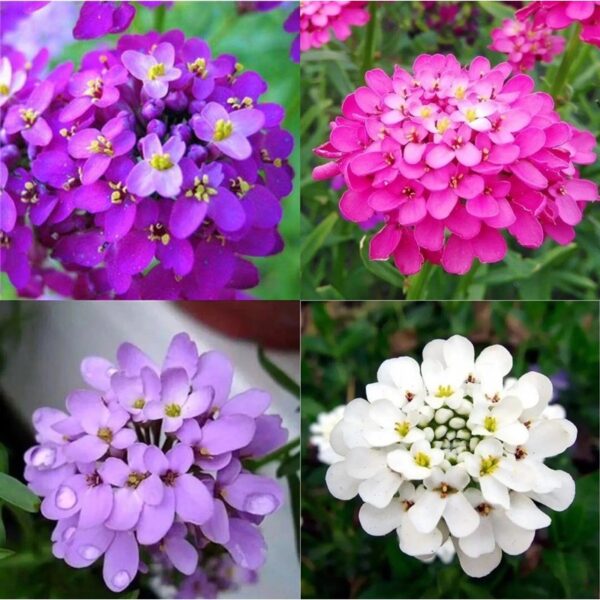 Biji Benih Bunga Candytuft Mix Colours 50pcs +- 蜂室花籽 snowflake Candytuft Flower seeds sunflower seed 四季耐热花种子 種子 dahlia - Image 5