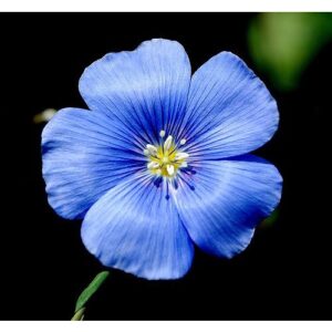 Biji Benih Bunga Linum perenne Blue Flax 15 Pcs+- Dahlia Zinnia Ros Daisy Butang flower seed sunflower seeds 蓝花亚麻种子花種子蔬菜