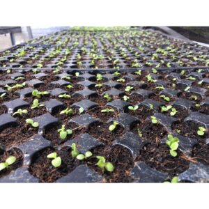 32 Holes seedling tray tapak semaian benih 1pcs bekas semaian biji benih tapak semaian biji benih nursery 育苗盆 gardening