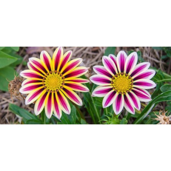Biji Benih Gazania Rigens 150pcs+ 百花仙子勋章花种子 Flower Seeds Chrysanthemum seed anak pokok bunga dahlia zinnia kangkung rose - Image 8