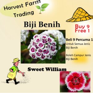 80Pcs Dianthus Barbatus Sweet William Mix Seeds benih Bunga Dianthus Berbola 须苞石竹种子 五彩石竹 Dianthus Carnation Flower seed