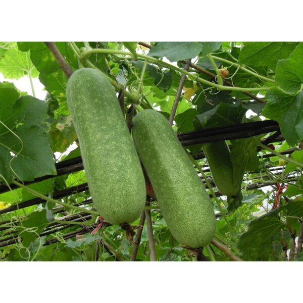 Biji Benih Kundur Bulu 10Pcs Biji Benih Kundur Bulu vegetables seed 蔬菜種子四季耐热 seeds kundur panjang winter melon bulat - Image 7