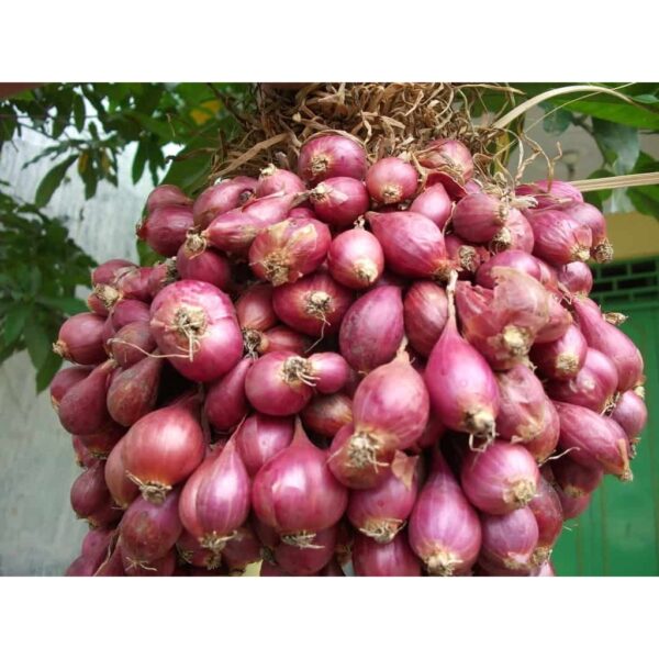 Biji Benih Bawang merah Besar 50 Pcs Benih Sayur sayuran seed 四季植物蔬菜洋葱种子  red big red onion seeds bunga thai baja pokok - 图片 2