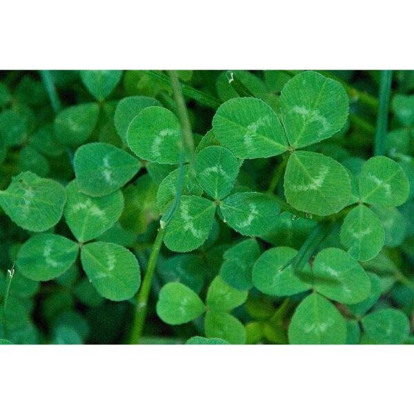 Benih Sharmrock 50pcs Clover seed 三叶草种子 benih semanggi Benih Rumput grass seed  clover seeds sharmrock lucky kangkung - Image 6