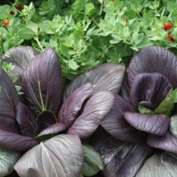 Biji Benih Pak Choy Ungu 150 Pcs Purple Red Dwarf Pak Choy 紫玉白菜种子 Dark Purple Leaf Bok Choy Pak Choi Seeds Pak Choy daun - 图片 6