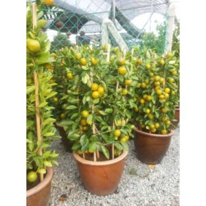 benih limau kasturi 5pcs / calamansi lime seeds vegetable seed Limau kesturi benih buah limau kasturi seeds benih