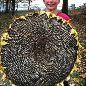 Biji Benih Bunga Matahari Giant Big Giant Sunflower Seeds 5Pcs Benih Bunga Matahari besar 巨型向日葵種子向日葵种子 seed pokok hidup