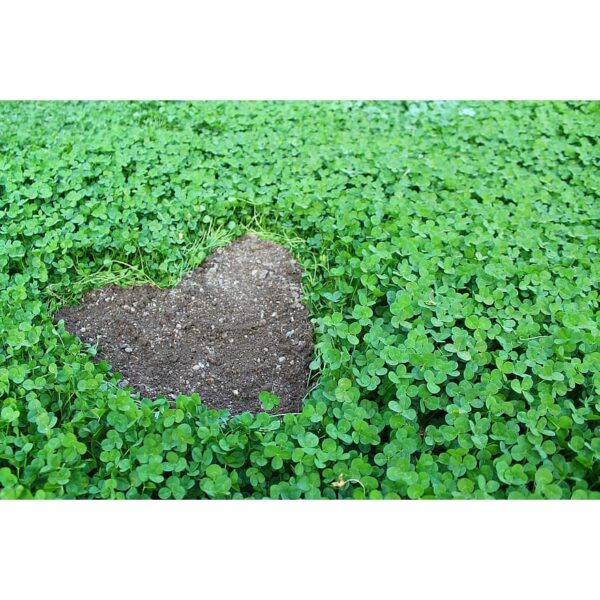 Benih Sharmrock 50pcs Clover seed 三叶草种子 benih semanggi Benih Rumput grass seed  clover seeds sharmrock lucky kangkung - Image 7