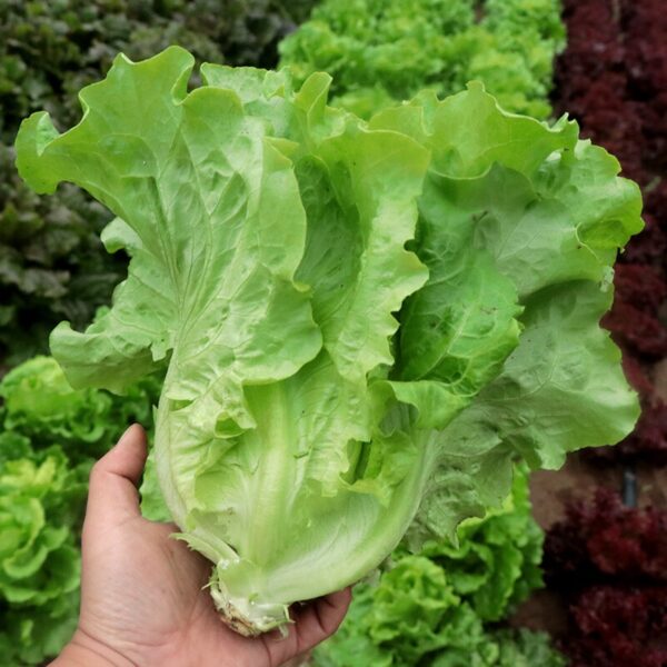 Biji Benih Sayur Salad Italy 250pcs+- 四季耐热意大利生菜种子 Italy Lettuce Seeds 蔬菜种子 benih sayur sayuran vegetables seed baja rose - 图片 8