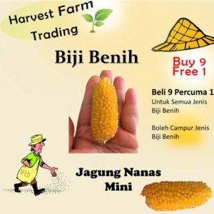 14Pcs Seed Mini Pineapple Corn Benih Jagung Nanas 迷你黄梨形玉米种子 vegetable seeds  benih jagung mini vegetables corn seeds 小玉米
