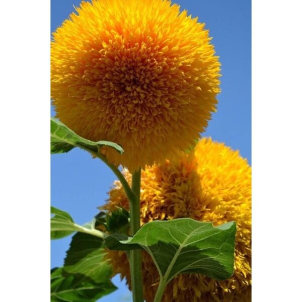 10Pcs Biji Benih Bunga Matahari Teddy bear Sunflower seed 玩具熊向日葵种子 TEDDY SUNFLOWER SEEDS Flower seeds TEDDYBEAR Seeds - 图片 3