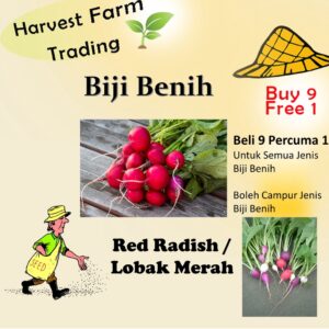 200Pcs seed Red Radish / Ubi Bit Biji Benih Red Cherry Belle Radish Lobak Merah 樱桃萝卜 vegetble seed lobak merah Cherry