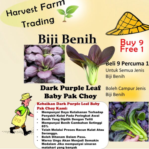 Biji Benih Pak Choy Ungu 150 Pcs Purple Red Dwarf Pak Choy 紫玉白菜种子 Dark Purple Leaf Bok Choy Pak Choi Seeds Pak Choy daun
