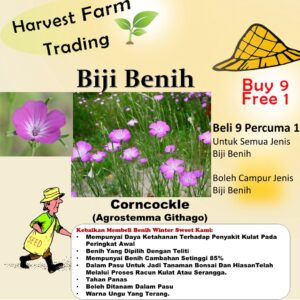 Biji Benih Bunga Corncockle 50Pcs+- Agrostemma Githago flower seeds sunflower seed benih bunga matahari 麦仙翁種子花种子 sayuran