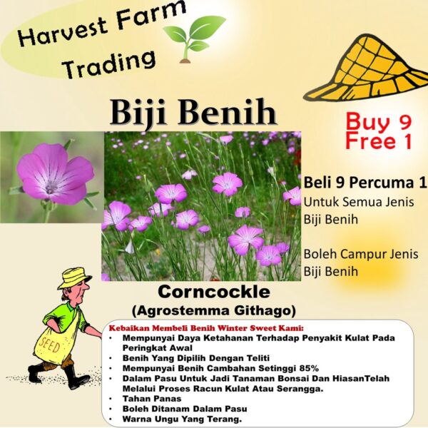 Biji Benih Bunga Corncockle 50Pcs+- Agrostemma Githago flower seeds sunflower seed benih bunga matahari 麦仙翁種子花种子 sayuran