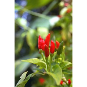 15pcs seeds LADA BURUNG CILI API BARA CILI PADI / CILI KAMPUNG biji benih cili Biji Benih Cili Padi Kampung cili centil