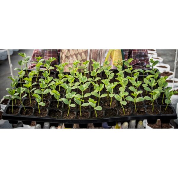 105 holes seedling tray  tapak semaian benih bekas semaian biji benih tapak semaian biji benih nursery 育苗盆 gardening - 图片 5