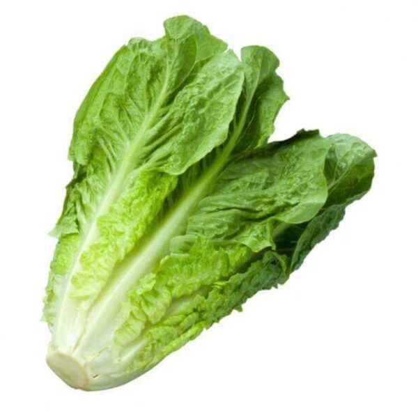 Biji Benih Salad romaine 150 Pcs+- Benih Salad Hijau Daun Panjang romaine lettuce seed Vegetables Seeds 长叶生菜种子 Sayuran四季 - Image 6