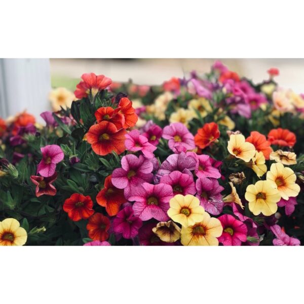 150Pcs +-Biji Benih Bunga Petunia campur Flower seeds Mix Petunia 花种子 混色矮牵牛花 Bunga Petunia Flower Seed petunia seed - 图片 5