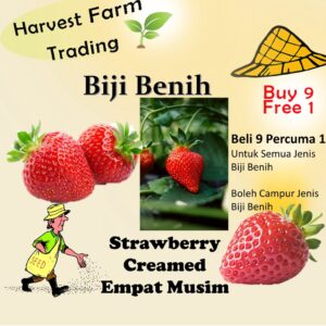 strawberry Seeds 300PCS +- Fresh Biji Benih Strawberry Fruit Seed 草莓种子蔬菜種子 Biji Benih Strawberi Fruit Benih Empat Musim