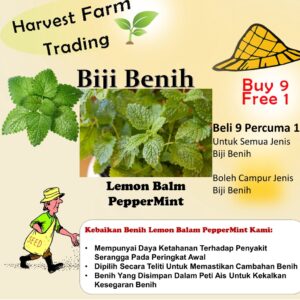LEMON BALM PEPPERMINT seed benih pudina lemon 350 +- Pcs