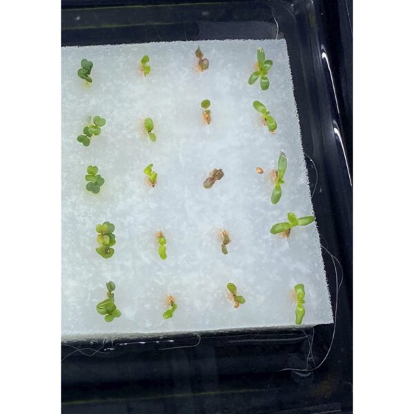 Hydroponic Set Sponge rockwool Hidroponik sponge Span pot system pipe Germination seedling starter kit plant seeds benih - Image 7