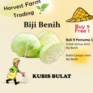 Biji Benih Kubis Bulat 20 Biji Vegetable Seed Cabbage包菜种子  Family Seeds Plant Seed
