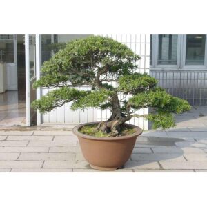 Biji Benih pokok bonsai hiasan Podocarpus macrophyllus Seeds 2 Pcs +-bunga garden benih bunga hiasan 四季耐热花種子罗汉松种子flower