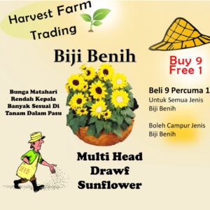 10Pcs Seed Multi Head Drawf Biji benih Sunflower Bunga Matahari Renek Cabang Banyak 矮杆多头向日葵 Pot Sunflower Seeds Bunga
