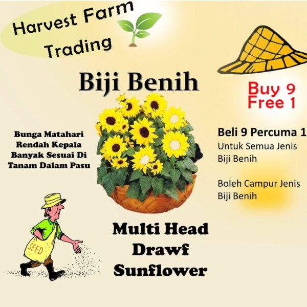 10Pcs Seed Multi Head Drawf Biji benih Sunflower Bunga Matahari Renek Cabang Banyak 矮杆多头向日葵 Pot Sunflower Seeds Bunga