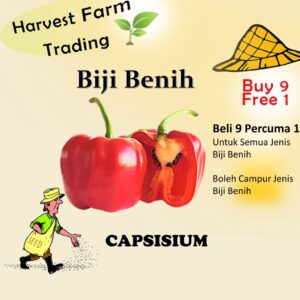 Biji Benih Capsicum 5 Biji Vegetable Seed Cili Tanglung Cili Tanglung 灯笼椒种子 Seeds Plant Seed vegetables seeds chili
