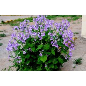 Biji Benih Orychophragmus violaceus 30 Pcs +- Flowers seeds 二月蓝二月兰四季耐热花种子植物種子 dahlia hiasan sunflower bunga matahari ros