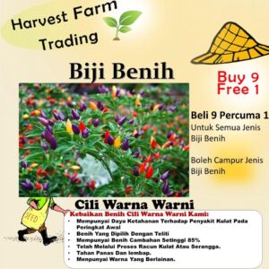 biji benih cili warna warni 15Pcs+-  Cili pelangi hiasan vegetables seeds besar kecil padi kampung