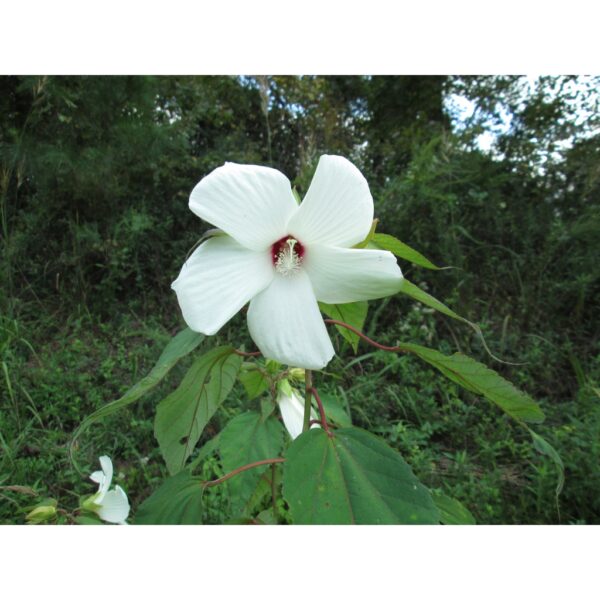 Swamp rose mallow seeds 15Pcs +- biji benih bunga raya besar 芙蓉葵大花秋葵种子 hibiscus moscheutos 四季耐热花種子 vegetable dahlia ros - Image 8