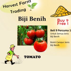 Biji Benih Tomato 40pcs Biji  Vegetable Seed Tomato 番茄种子  Seeds Plant Seed vegetables seeds 西红柿种子 tomato giant besar