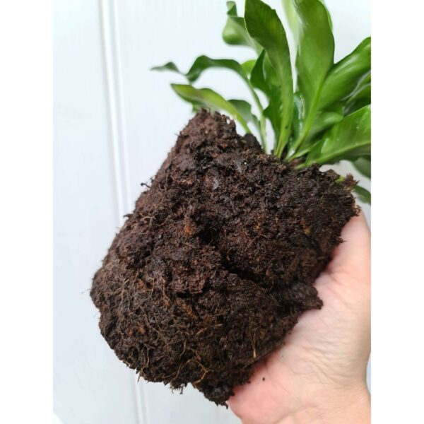 PeatMoss Soil / Seeding Substrate Soil Medium Semaian 泥碳土 import PEATMOSS HOLLAND TANAH SEMAIAN SEEDLING soil kekkila - Image 3