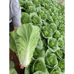 Biji Benih Kubis Cina kecil yang berkembang pesat,速生快菜种子,Rapid Growth Chinese Cabbage / Vagetable Seeds pak choy chinese